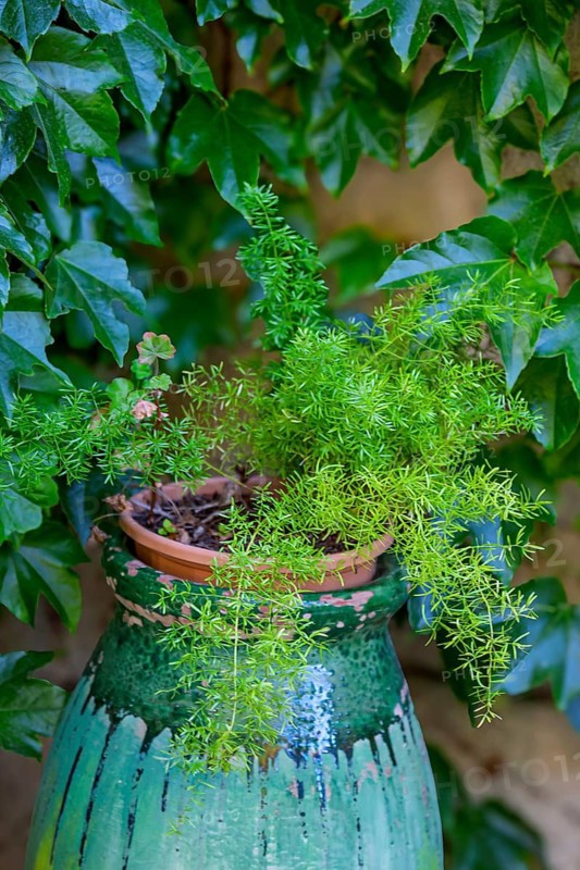Ornamental asparagus (Asparagus densiflorus), Provence, France