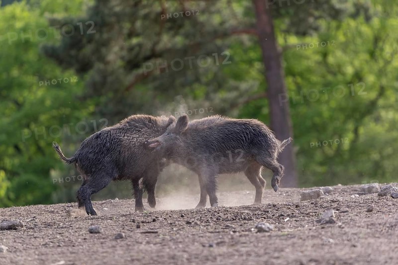Two young wild boar or wild pig (Sus scrofa), play fighting on an opening, with a green forest in the background