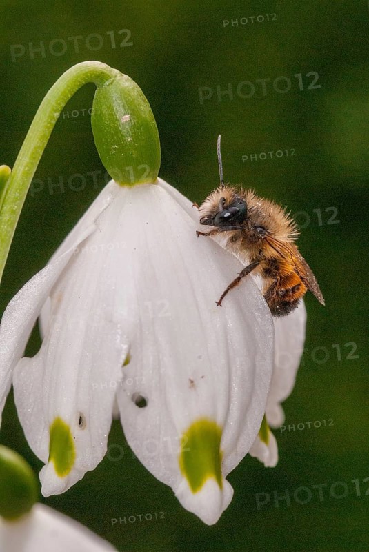 Apidae, bees, hymenoptera, osmia bicornis, osmia rufa, red mason bee, red mason bee, spring, high size, portrait format, insects, leo, spring, wild bees