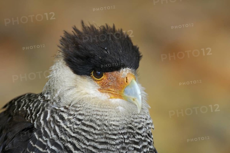 Schopfkarakara (Caracara plancus), Southern Caracara, Portrait, Heimat: Sued- und Mittelamerika und in den suedlichen USA, captive, Oktober, Zoo/Gehege, NRW, Deutschland