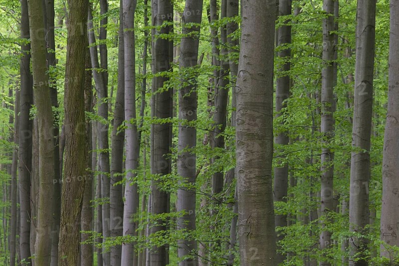 European beech (Fagus sylvatica), common beech trees in deciduous forest in spring
