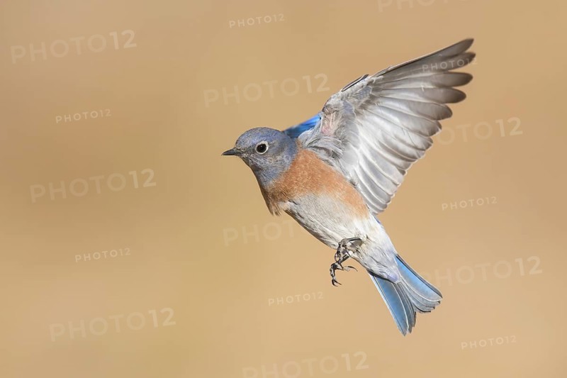 Western Bluebird (Sialia mexicana) flying, California, USA
