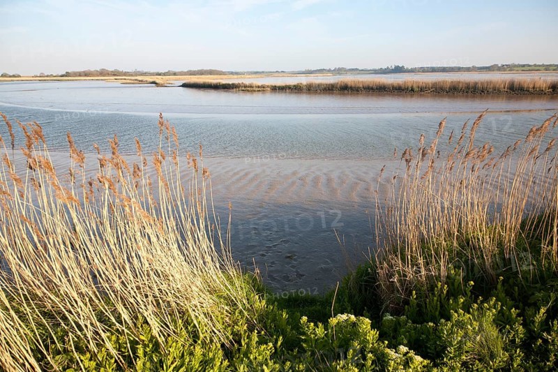 Reeds growing on the tidal estuary of the River Alde at Snape, Suffolk, England, United Kingdom