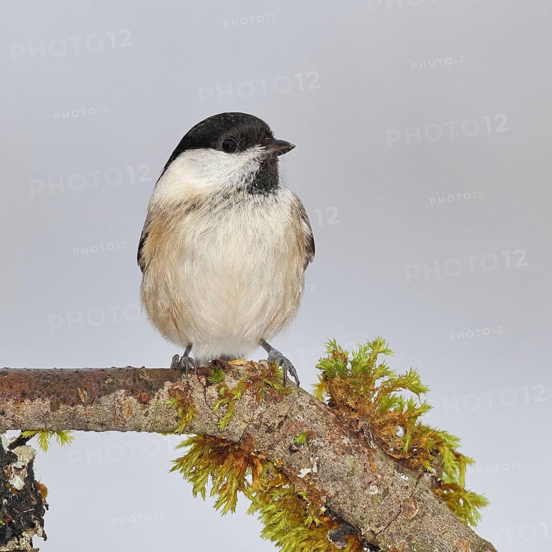 Willow Tit (Parus montanus), Willow Tit (Parus montanus) sitting on a branch overgrown with moss, Wildlife, Animals, Birds, Wilnsdorf, North Rhine-Westphalia, Germany