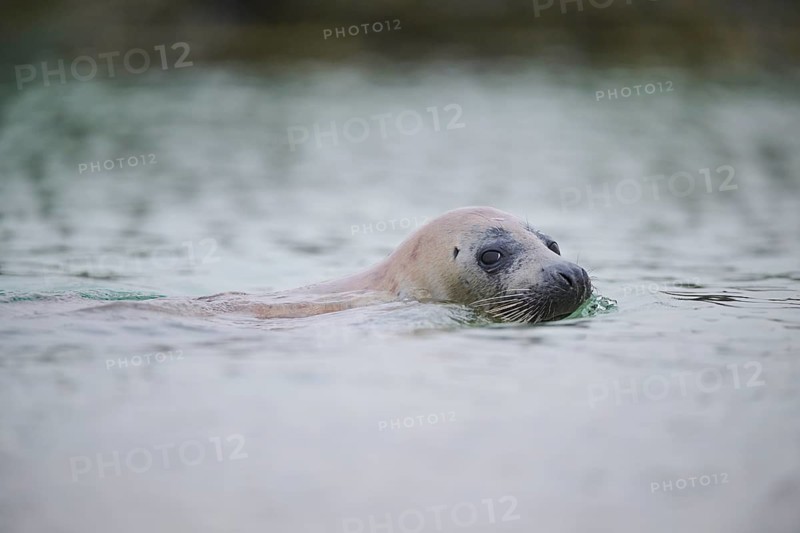 Grey seal (Halichoerus grypus) looking out of the water while swimming in the sea, Düne, Helgoland, Schleswig-Holstein, Germany