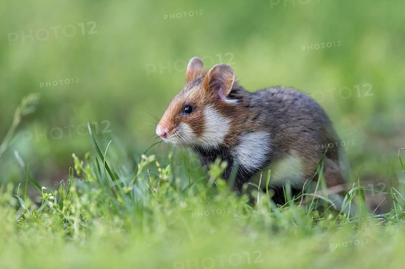 Field hamster, (Cricetus cricetus), animals, mammals, hamster, rodent, subfamily of hamsters, biotope, habitat, foraging, Franz-Josef-Spital, Vienna, Rudolfsheim-Fünfhaus, Vienna, Austria