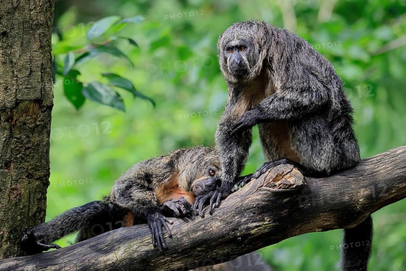 White-headed saki (Pithecia pithecia), adult, on tree, female, two females, South America