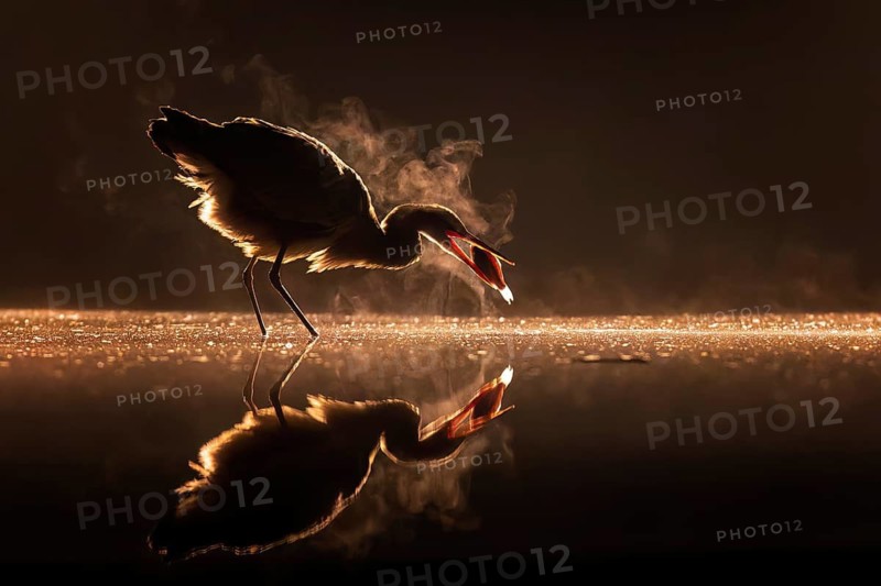 Grey heron (Ardea cinerea) fishing in haze, grazing light, backlight, foraging, cold winter morning, Kiskunsag National Park, Hungary