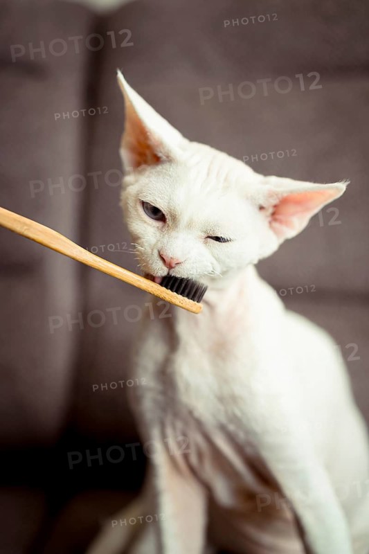 A curious devon rex cat interacts with a bamboo toothbrush, exploring it with its mouth. The background features a soft brown surface, highlighting the cat unique features