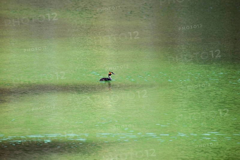 Great Crested Grebe (Podiceps Scalloped ribbonfish) swimming in the green water of the Schwansee, Schwangau, Ostallgäu, Allgäu, Bavaria Germany