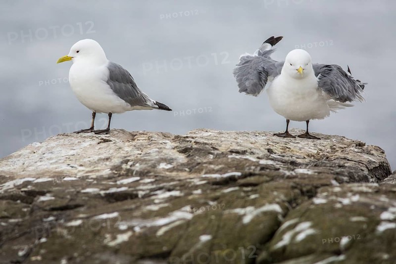 Black-Legged Kittiwake (Rissa tridactyla), on a cliff, Farne Islands, United Kingdom