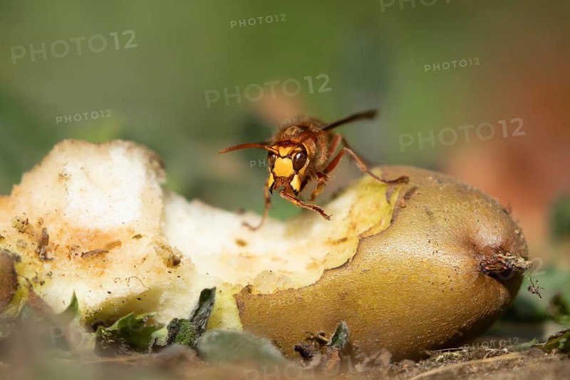 European hornet (Vespa crabro) adult insect on a fallen pear fruit in a garden in summer, England, United Kingdom