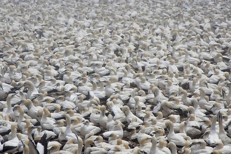 Cape Gannet (Morus capensis), South Africa