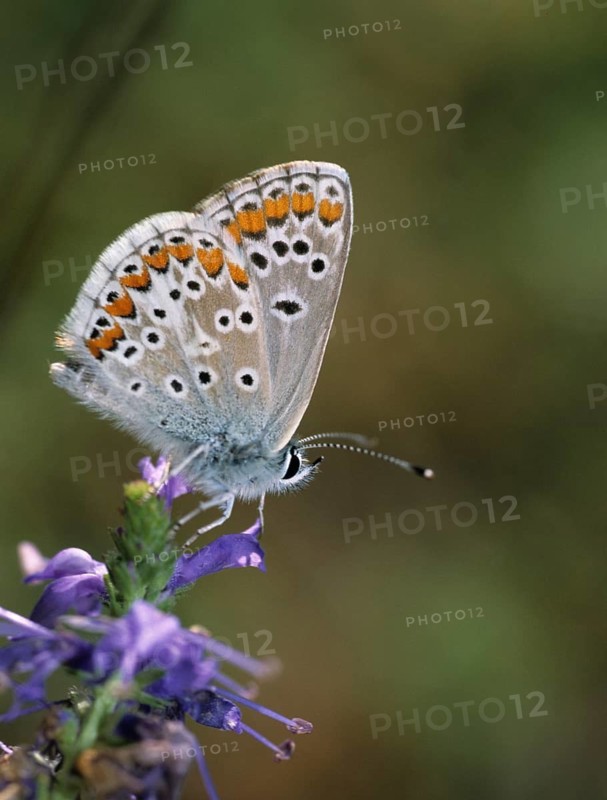 Aricia agestis, brown argus, dark brown blue, heather meadow browning, polyommatus agestis, sunflower blue, butterfly, high size, portrait format, insects, leo, butterfly, butterfly, butterflies