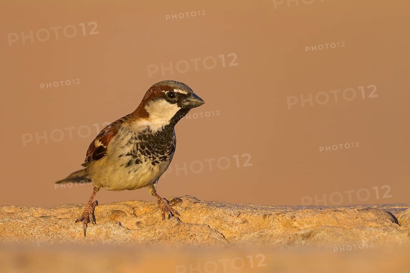 House Sparrow - Haussperling - Passer domesticus ssp. tingitanus, adult male, Morocco