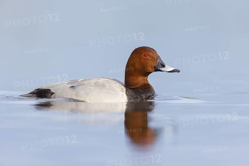 Pochard, (Aythya ferina), Anas ferina, animals, birds, duck birds, swimming in water, foraging, biotope, habitat, Race area - reservoir, Race, Race frame, Slovenia