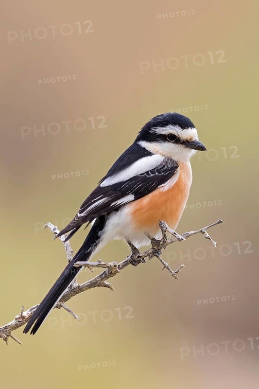 Masked Shrike, (Lanius nubicus), Animals, Birds, Israel