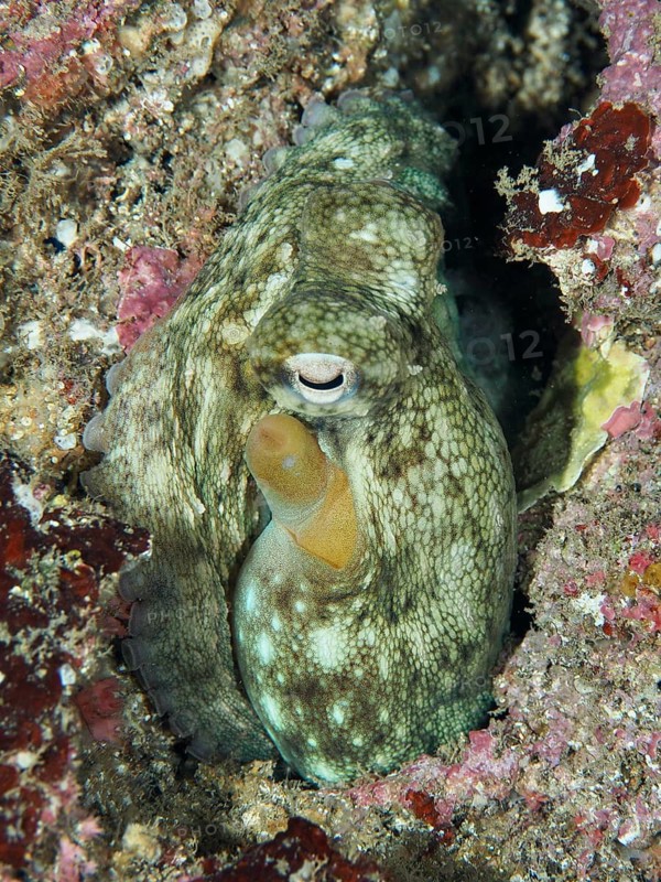 Camouflaged octopus, Common Octopus (Octopus vulgaris) juvenile, hiding between rocks under water, dive site Giens Peninsula, Mediterranean Sea, Porquerolles, Provence, Côte d'Azur, France