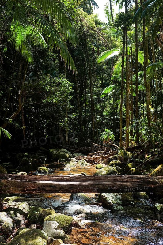 Australian jungle, river, rainforest, jungle, flora, vegetation, nature, tropics, tropical, Nightcap National Park, Queensland, Australia