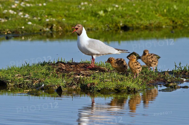 Black-headed Gull (Chroicocephalus ridibundus) with chicks at nest, Texel, Netherlands