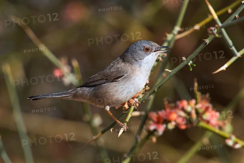 Sardinian Warbler (Sylvia melanocephala) female perched on a branch, Eilat, Israel