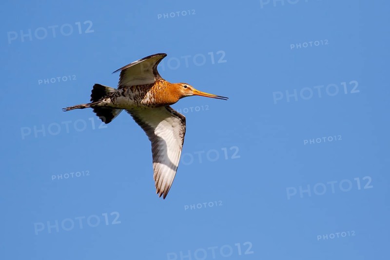 Black-tailed Godwit (Limosa limosa) flying, Netherlands