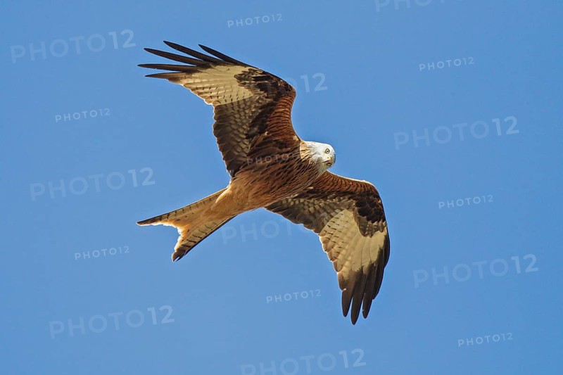 Red Kite (Milvus milvus) flying, Hesse, Germany