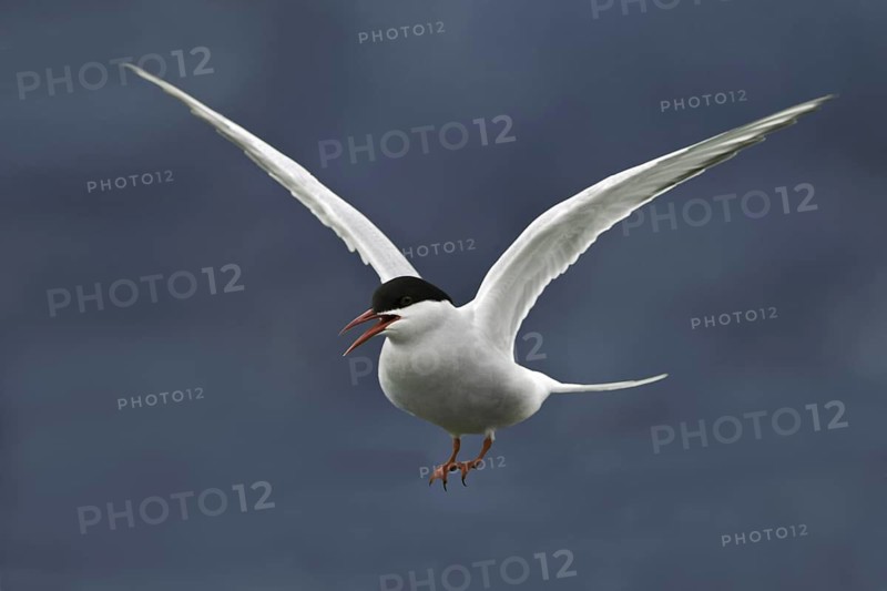 Arctic Tern (Sterna paradisaea) flying, Iceland
