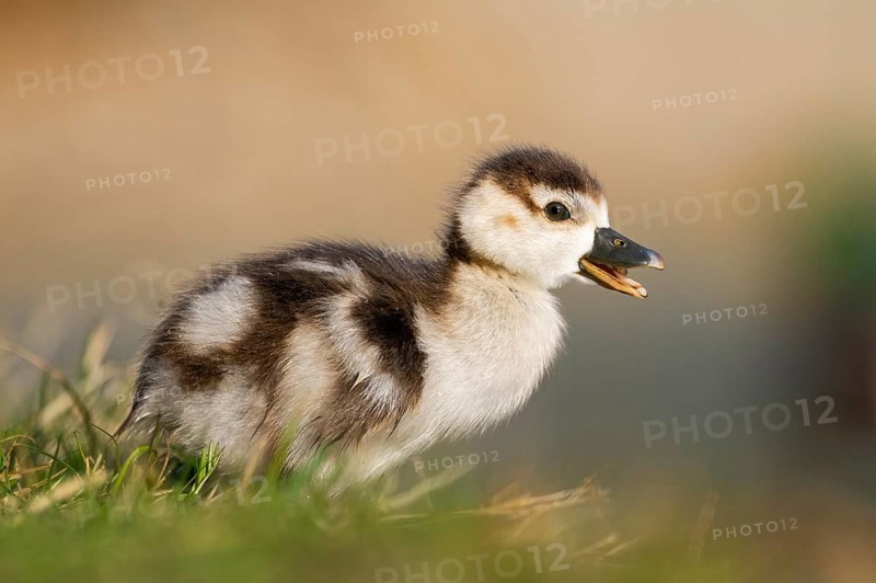 Egyptian goose (Alopochen aegyptiaca) cute chick on a meadow at the shore of a lake, Bavaria, Germany