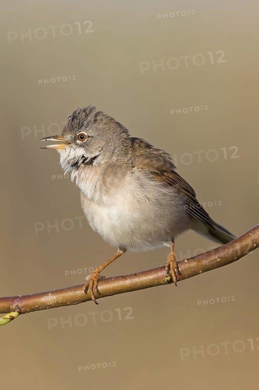 Whitethroat, (Sylvia communis), songbird, animals, birds, genus. of Curruca, NSG Der Spieß, Rheindürkheim, Rhineland-Palatinate, Federal Republic of Germany