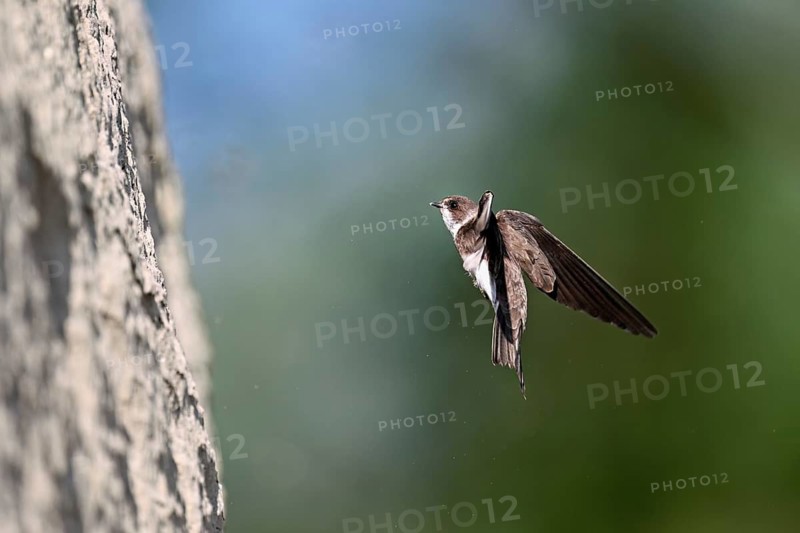 Sand martin (Riparia riparia), approaching the breeding tube, Reussegg nature reserve, Canton Aargau, Switzerland