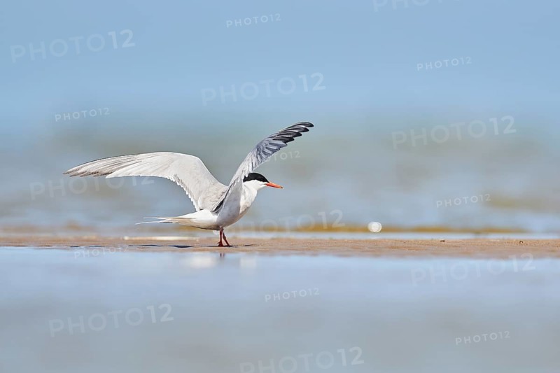 Elegant tern (Thalasseus elegans) landing on a sandbank, ebro delta, Catalonia, Spain