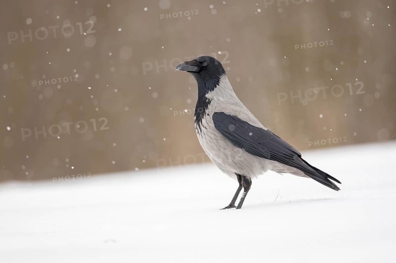 Hooded Crow (Corvus cornix) perched on snowy ground, Poland