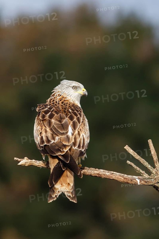 Red Kite (Milvus milvus), perched on a branch, Castile and Leon, Spain