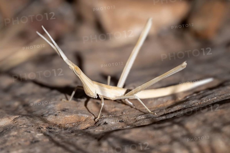 Field grasshopper (Acrida turrita), well camouflaged in dry grass, camouflage, Namib-Naukluft Park, Namibia