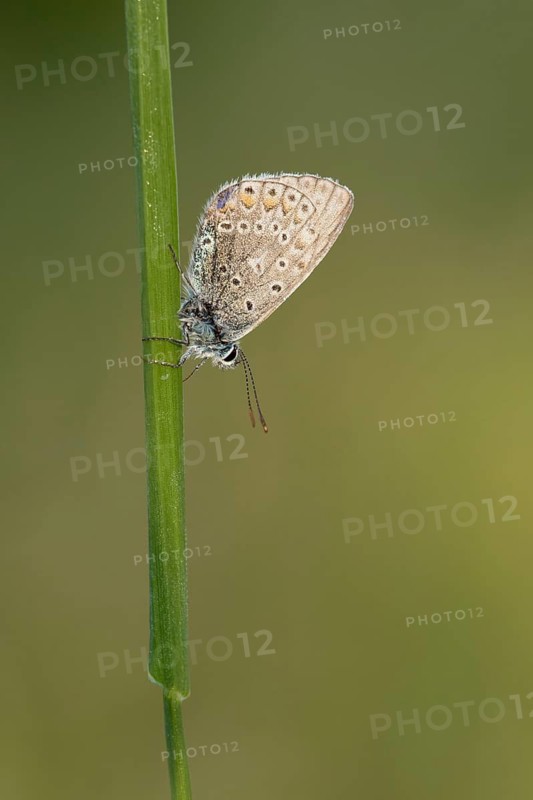 Icarusblauwtje, Common Blue, Polyommatus icarus