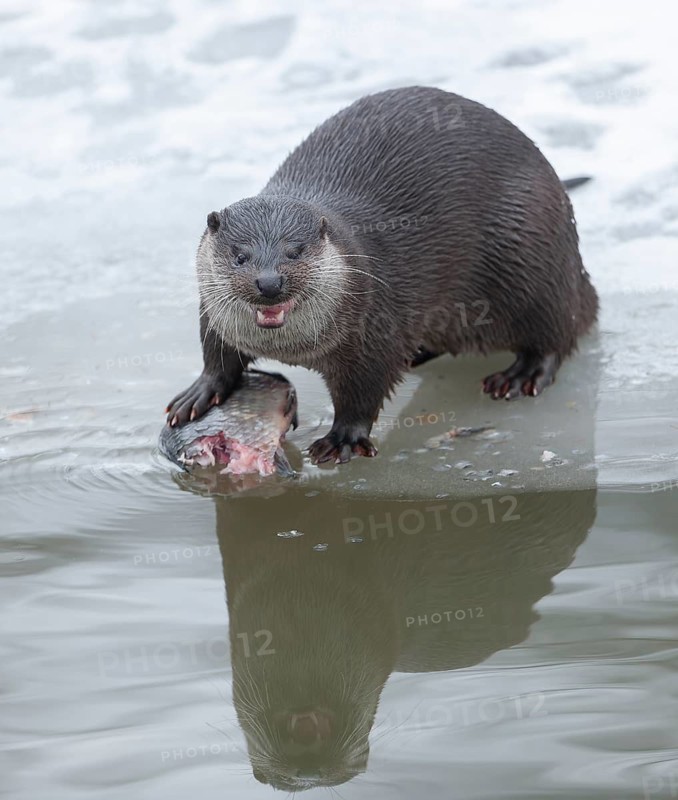 Otter (Lutra lutra) eating prey fish at a partly frozen pond, snow, Germany
