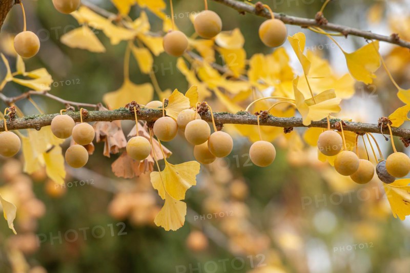Maidenhair tree (Ginkgo biloba), Germany