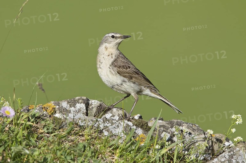 Water Pipit (Anthus spinoletta), Liechtenstein