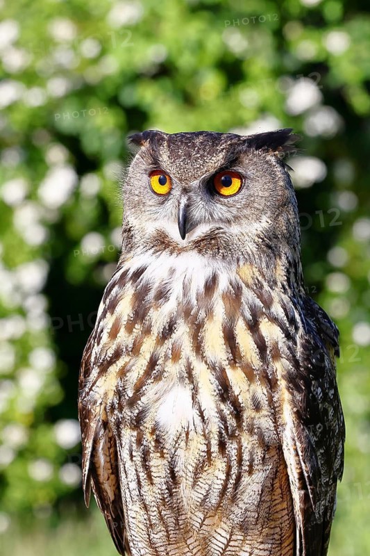 Eurasian eagle-owl (Bubo bubo), animal portrait, Rhineland-Palatinate, Germany