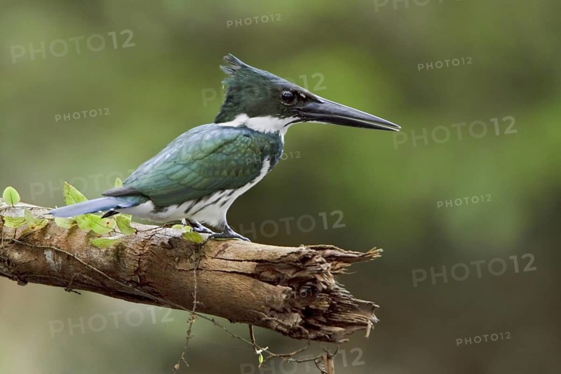 Amazon Kingfisher (Chloroceryle amazona), Ecuador