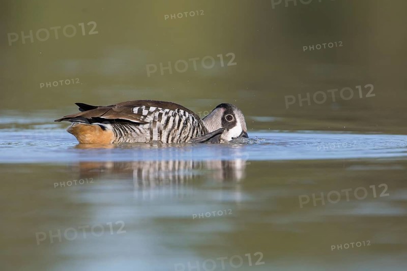 Pink-eared Duck (Malacorhynchus membranaceus), Victoria, Australia