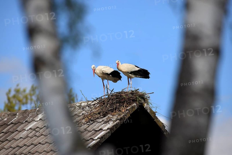 White stork, (Ciconia ciconia), Two white storks on a roof, Baden-Württemberg, Germany