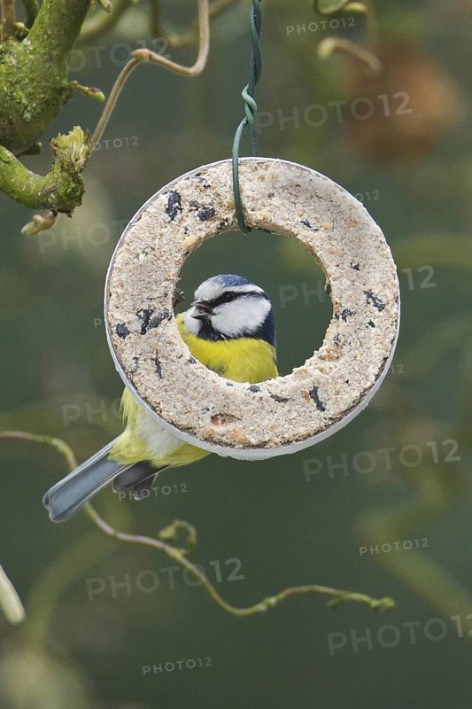 Eurasian Blue Tit (Cyanistes caeruleus), Lower Saxony, Germany