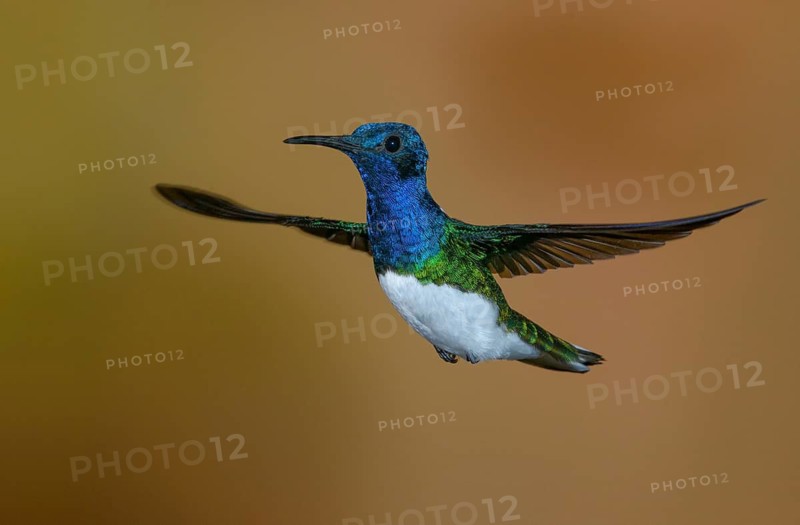 White-necked Jacobin (Florisuga mellivora) - at the Nature Pavilion in La Virgen, Costa Rica