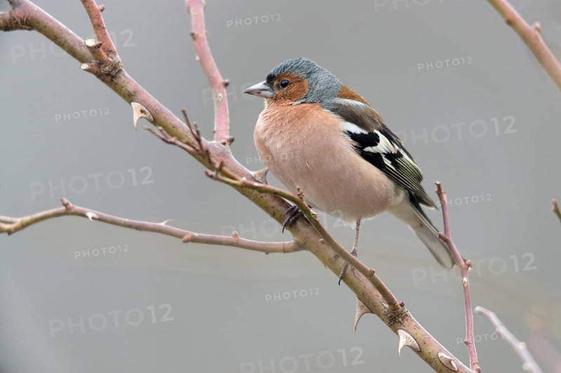 Chaffinch, Fringilla Coelebs, Birds, Male, Passeri, Songbirds, Birds