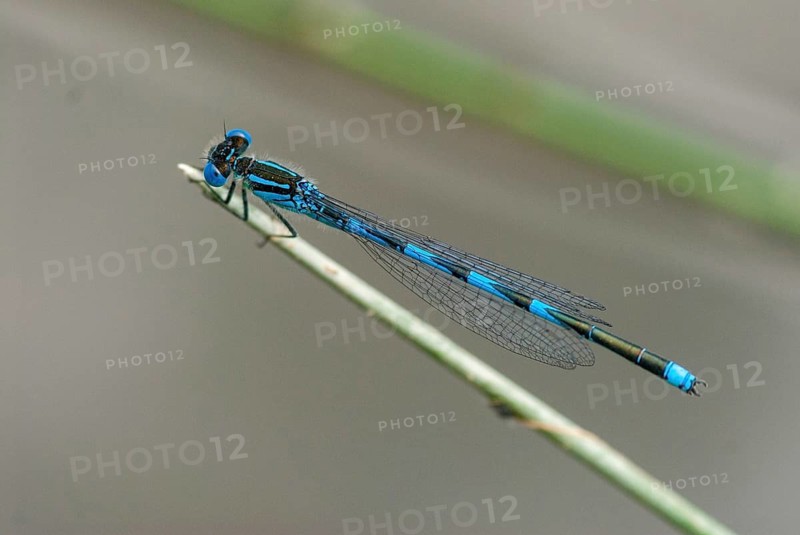 Azure Damselfly, Cercion Lindenii, Goblet-Marked Damselfly, Cup Azuremaid, Bulgaria, Damselflies, Dragonflies, Insects, Leo, Dragonflies, Male, Odonata, Zygoptera