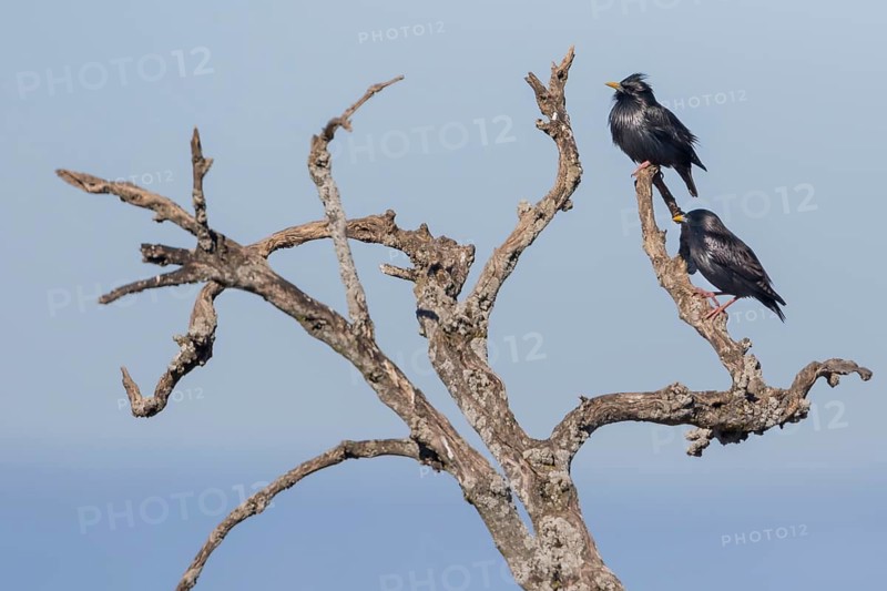 Spotless Starling - Einfarbstar - Sturnus unicolor, Spain, adult