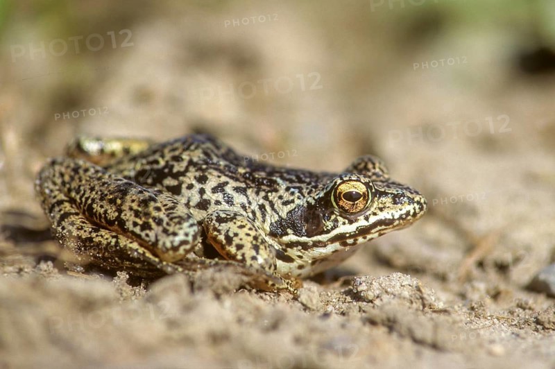 Moor frog, moor frog, rana arvalis, amphibians, amphibians, frog, frogs, amphibians