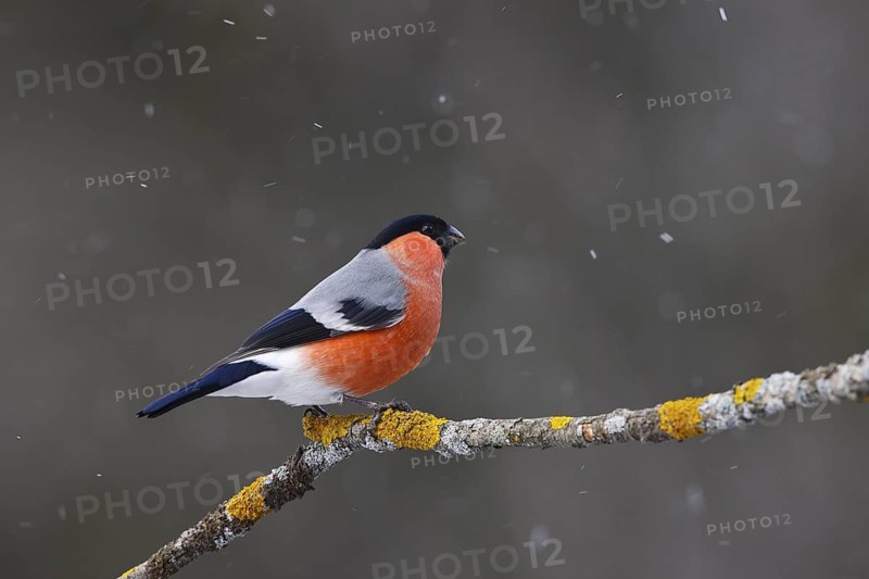 Eurasian Bullfinch (Pyrrhula pyrrhula) male, Carinthia, Austria